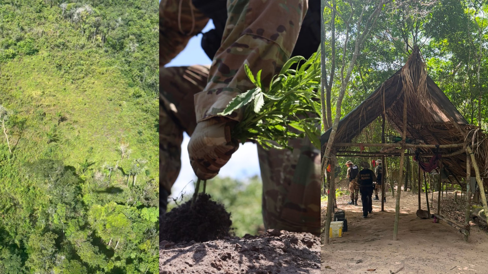PF destrói mais de 60 mil pés de maconha em Terra Indígena no Pará