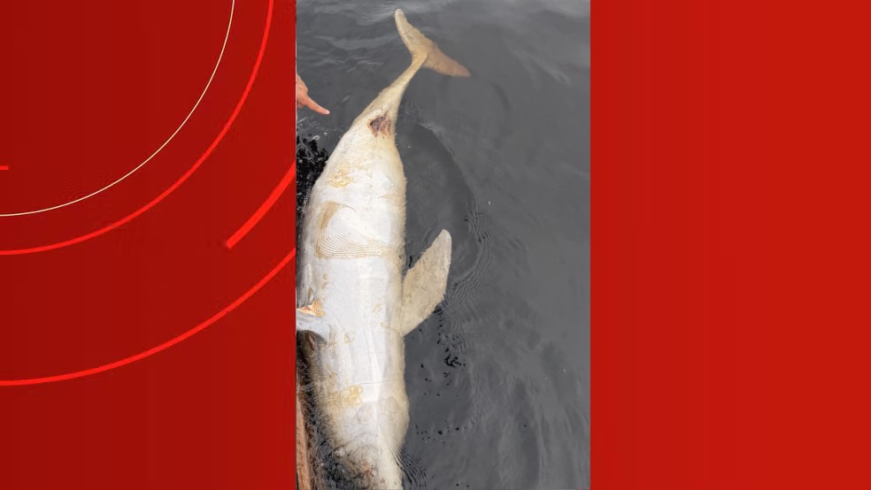 Boto encontrado morto no Tarumã — Foto: Divulgação