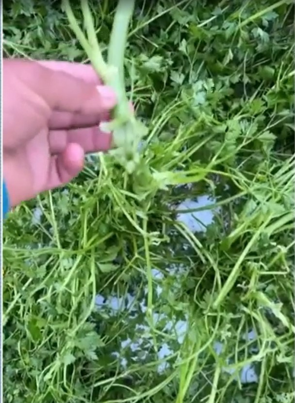 Granizo afeta produtores rurais na Serra do RJ