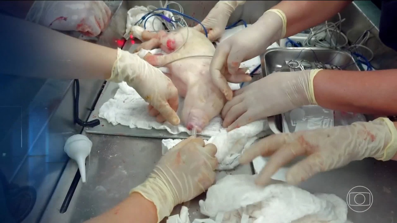 Primeiro porco clonado no Brasil nasce saudável em laboratório da USP