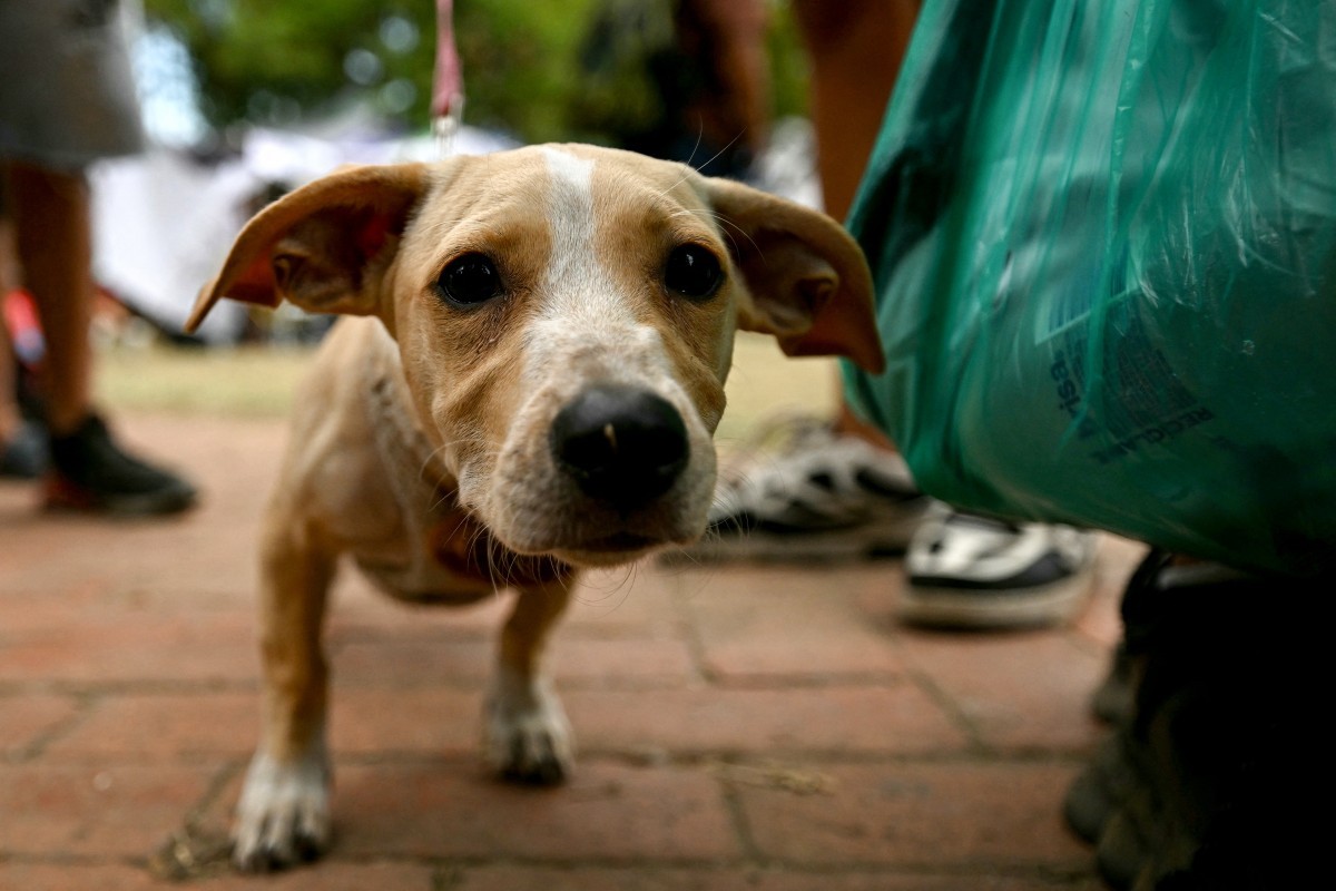 Sobreviventes reencontram animais de estimação após terremoto na Colômbia