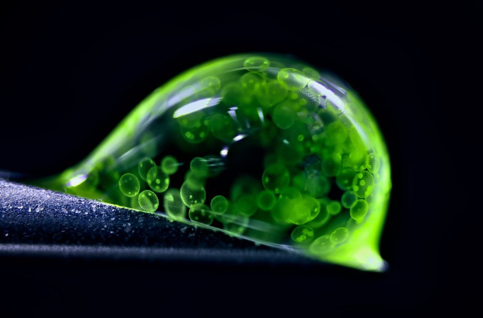 Colônias de algas Volvox em gota d’água. A foto do alemão Jan Rosenboom ficou em 2º lugar no Nikon Small World 2025. — Foto: Jan Rosenboom / Nikon Small World 2025