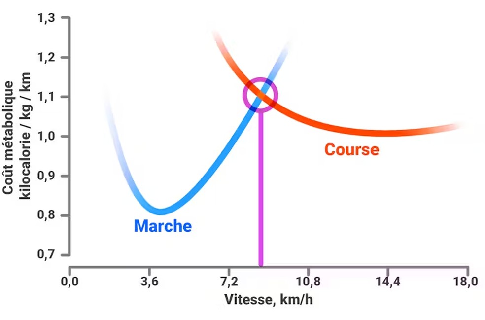 Modelagem do custo metabólico (quilocalorias gastas por quilômetro percorrido) em função da velocidade (quilômetros por hora) para caminhada e corrida. As curvas se cruzam em uma determinada velocidade (linha roxa; cerca de 8 km/h): isso significa que, acima dessa velocidade, a caminhada se torna mais intensiva em energia do que a corrida. É em torno dessa velocidade limite que as pessoas mudam espontaneamente da caminhada para a corrida. — Foto: François Dernoncourt