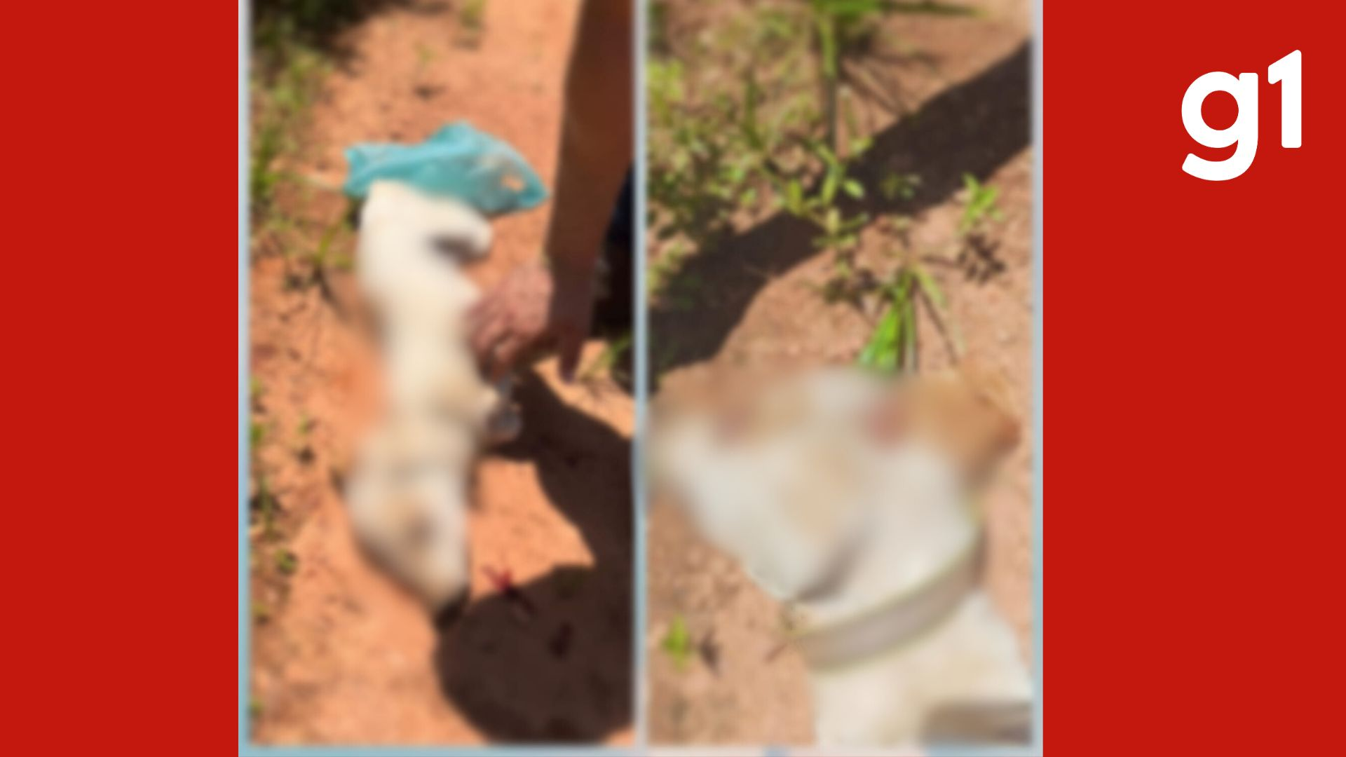 Tutor de 55 anos é preso por suspeita de matar cachorro doente a pauladas e abandoná-lo em estrada de MT