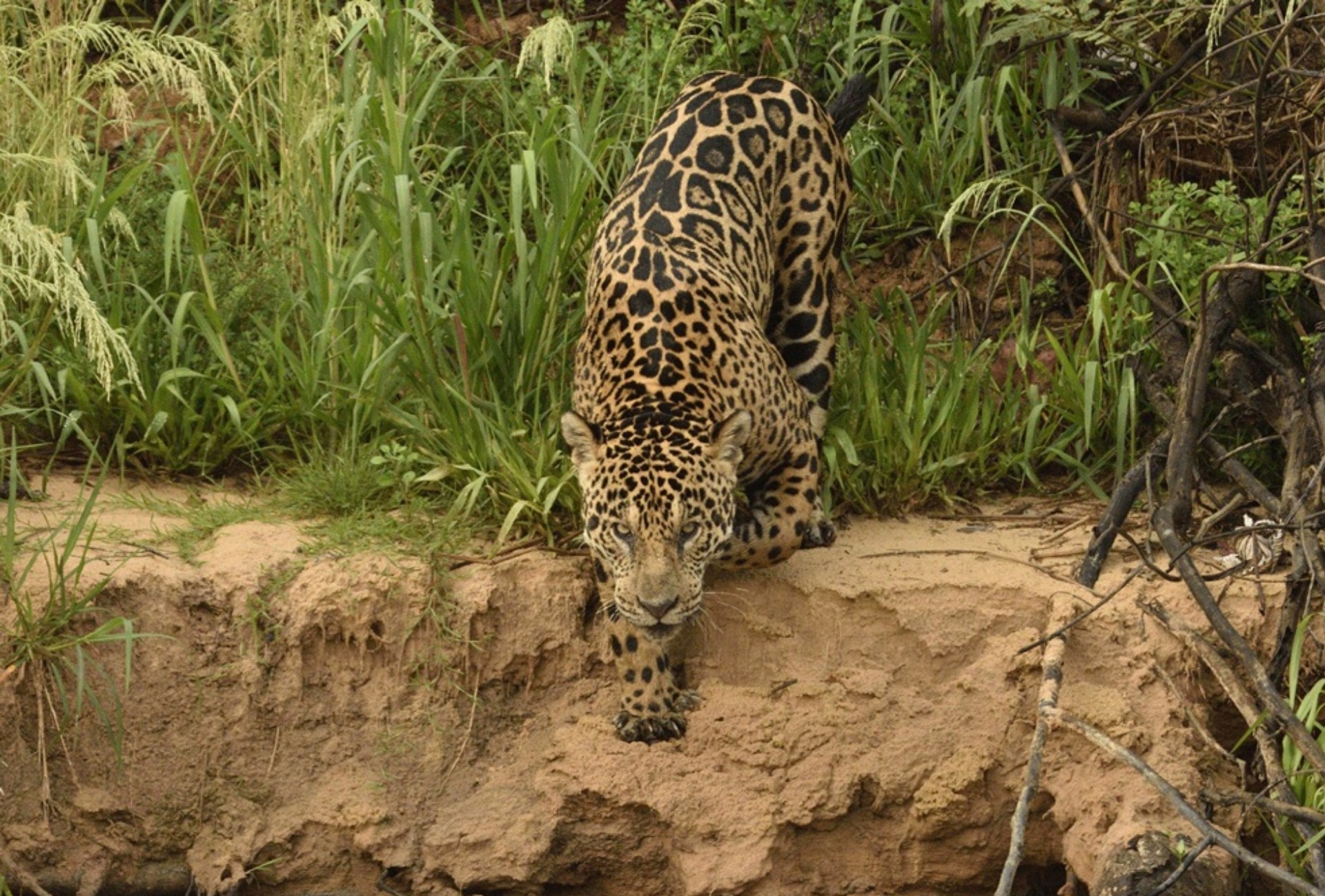 Inédito: projeto com câmeras e IA vai estimar número de onças-pintadas no Pantanal sul-mato-grossense