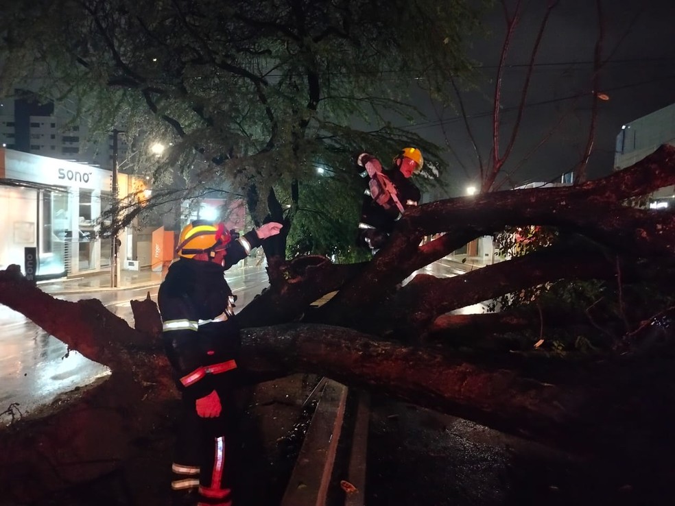 Árvore que caiu durante a madrugada na avenida Hermes da Fonseca, em Natal — Foto: Corpo de Bombeiros/Divulgação