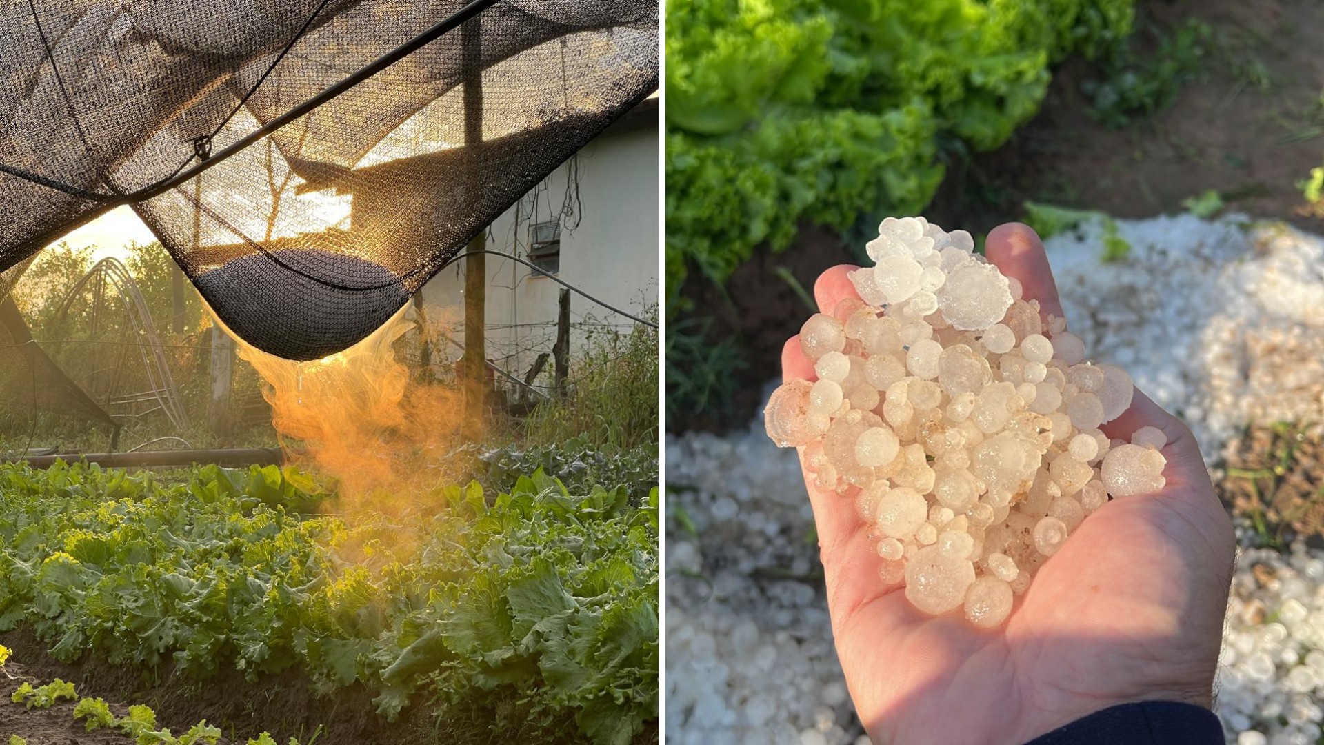 Produtores estimam prejuízos em plantações após chuva de granizo que transformou cidade em 'tapete branco' no interior de SP: 'Muita pedra'  