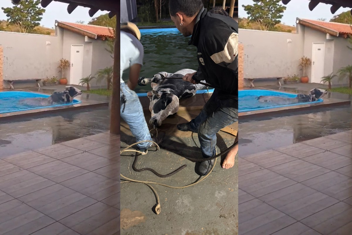 Touro cai em piscina ao invadir casa e mobiliza operação de resgate em MS; veja vídeo