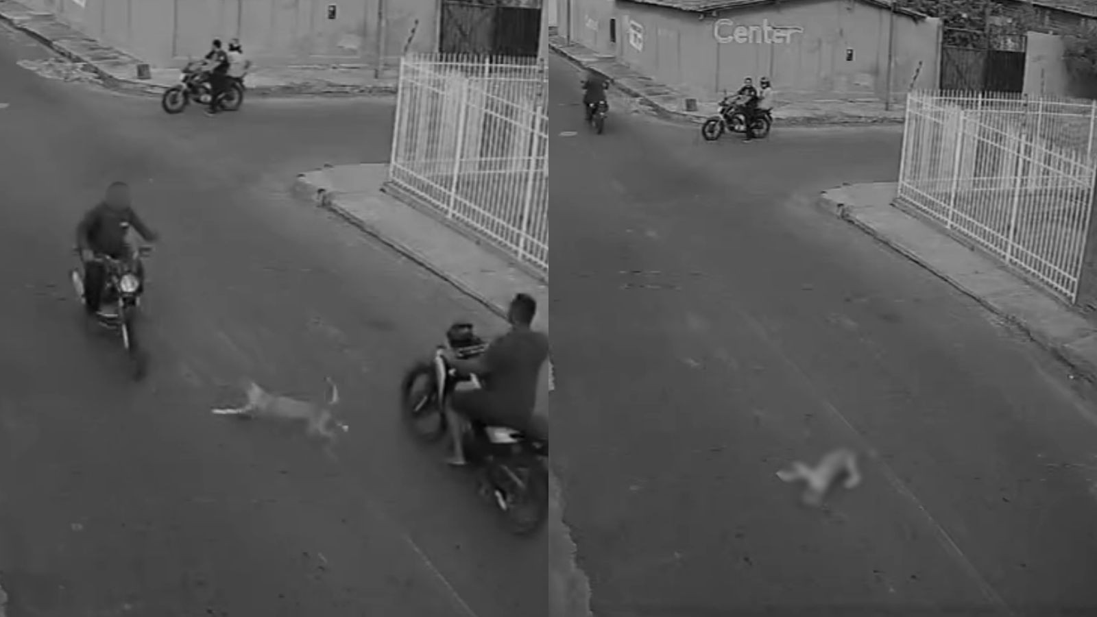 Vídeo: cadela é atropelada por moto e motociclista foge sem prestar socorro no Norte do Piauí
