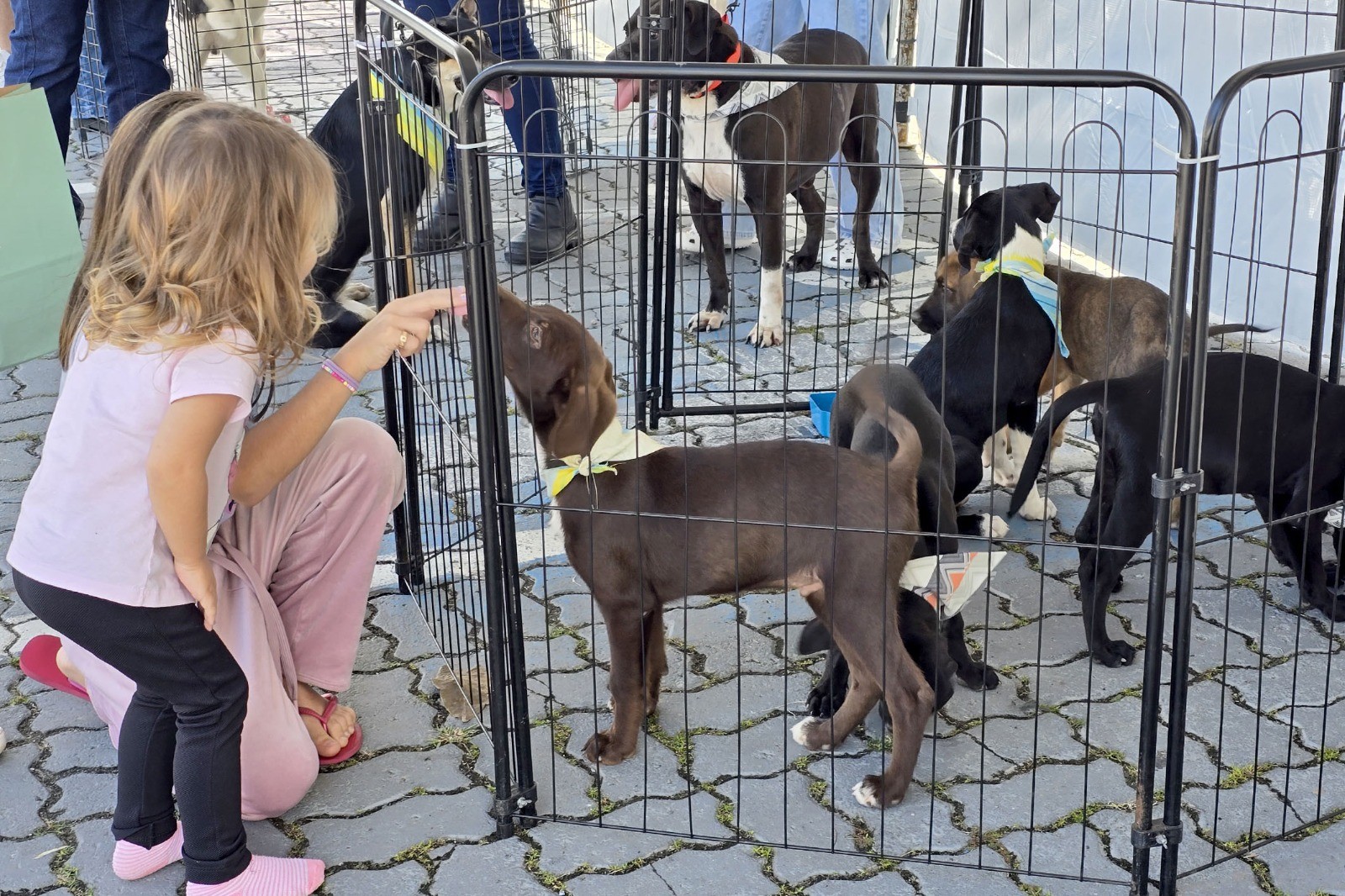 Cães aguardam por adoção responsável e novos lares em Macaé