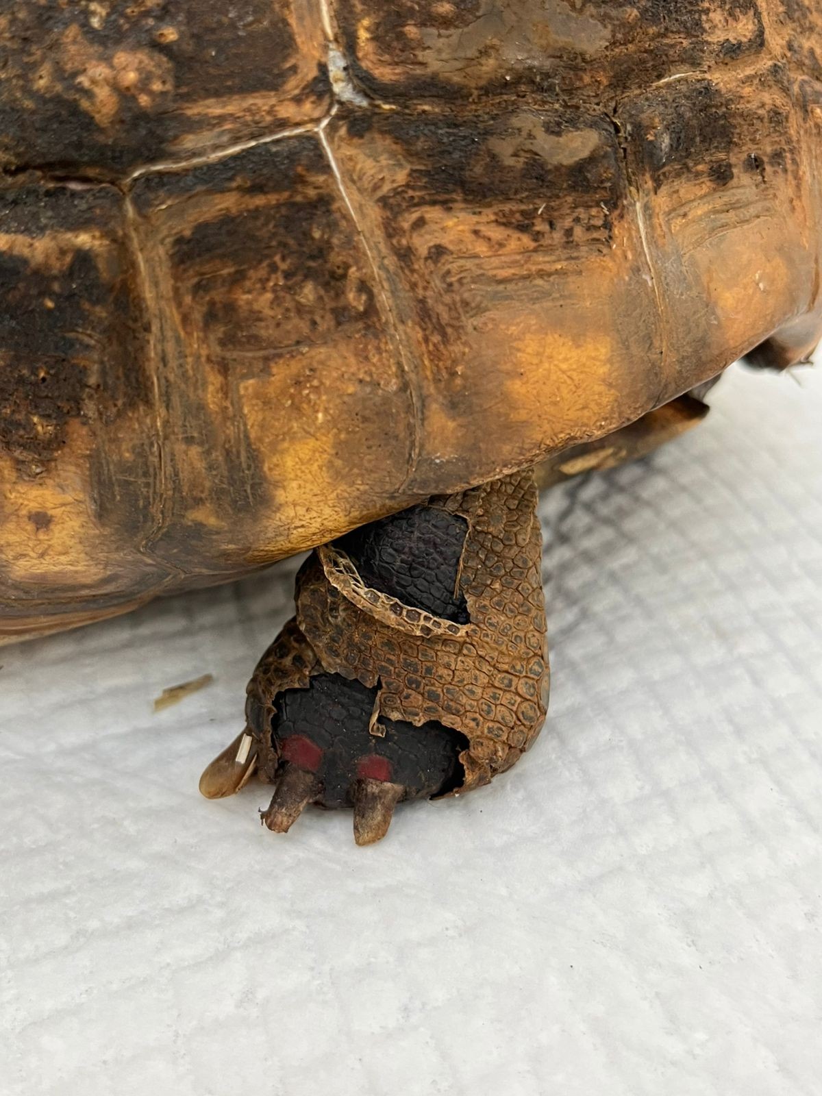 Jabuti é o primeiro animal silvestre resgatado de queimadas em Brasília neste ano; ele foi encaminhado para o HFAUS