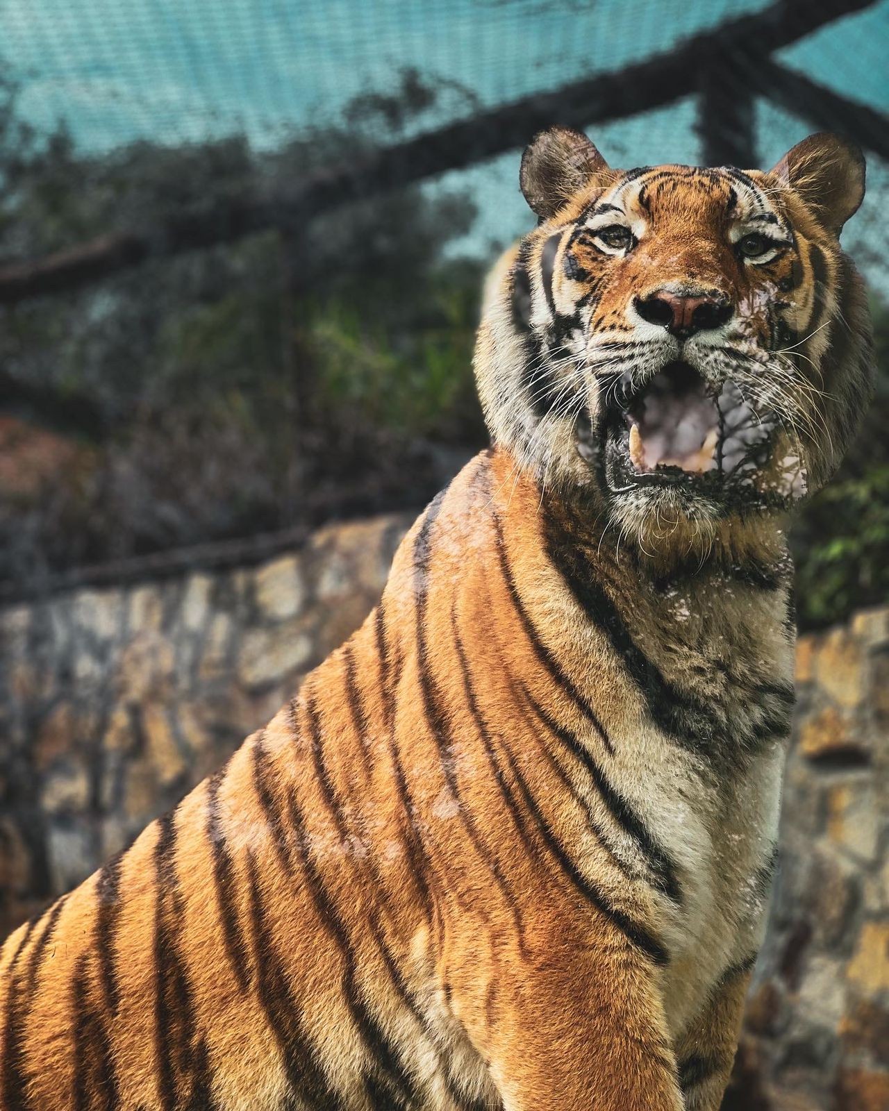 Tigre siberiano do zoológico de Bauru morre por complicações após retirada de tumor