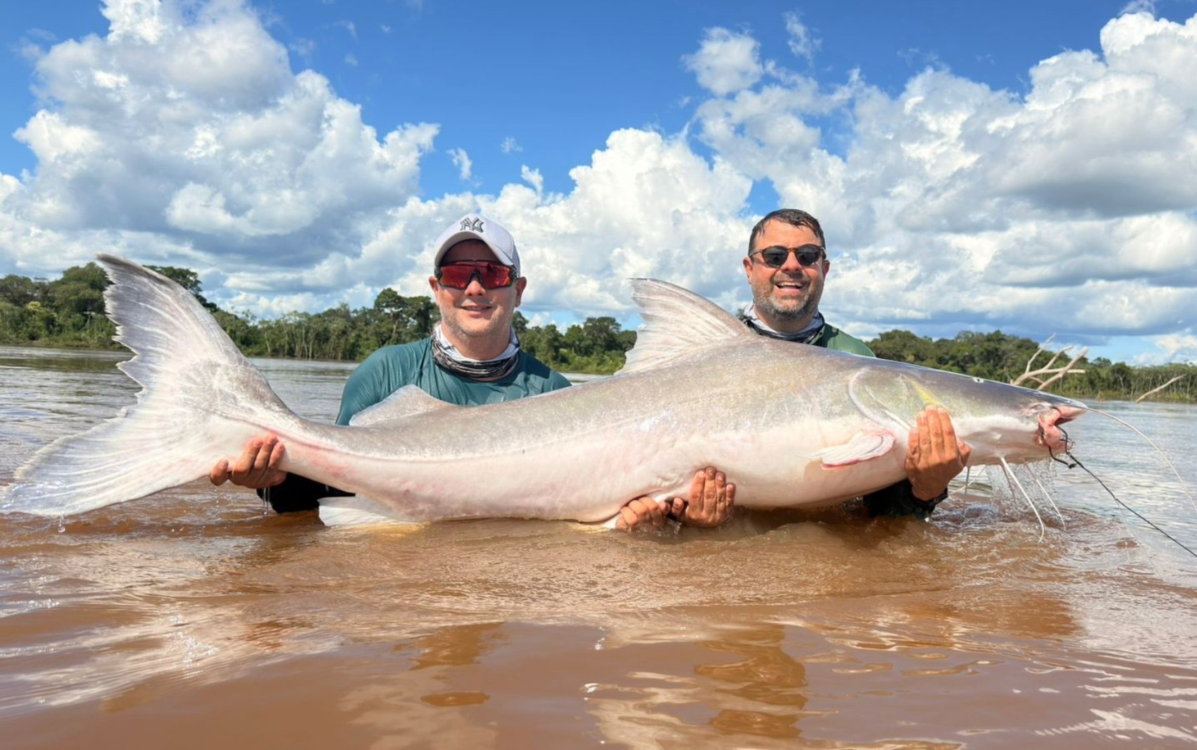 Irmãos pescam peixe de 2 metros e cerca de 100 kg que não pode ser consumido; vídeo