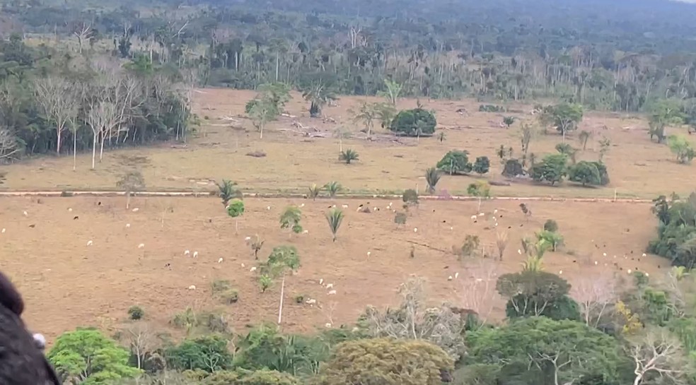 Criação de gado no Parque Guajará — Foto: Reprodução/Rede Amazônica