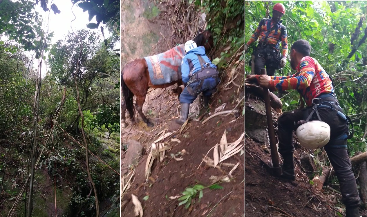 Equipe se mobiliza para içar cavalo de ribanceira com 37 metros de altura em Petrópolis
