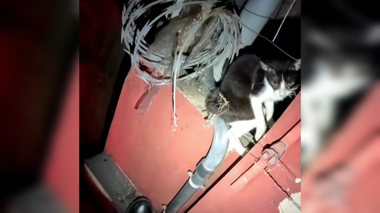 VÍDEO: Gatinho ‘rebelde’ é resgatado após se enroscar em concertina em Santarém; ‘nem agradeceu’, brinca Bombeiro