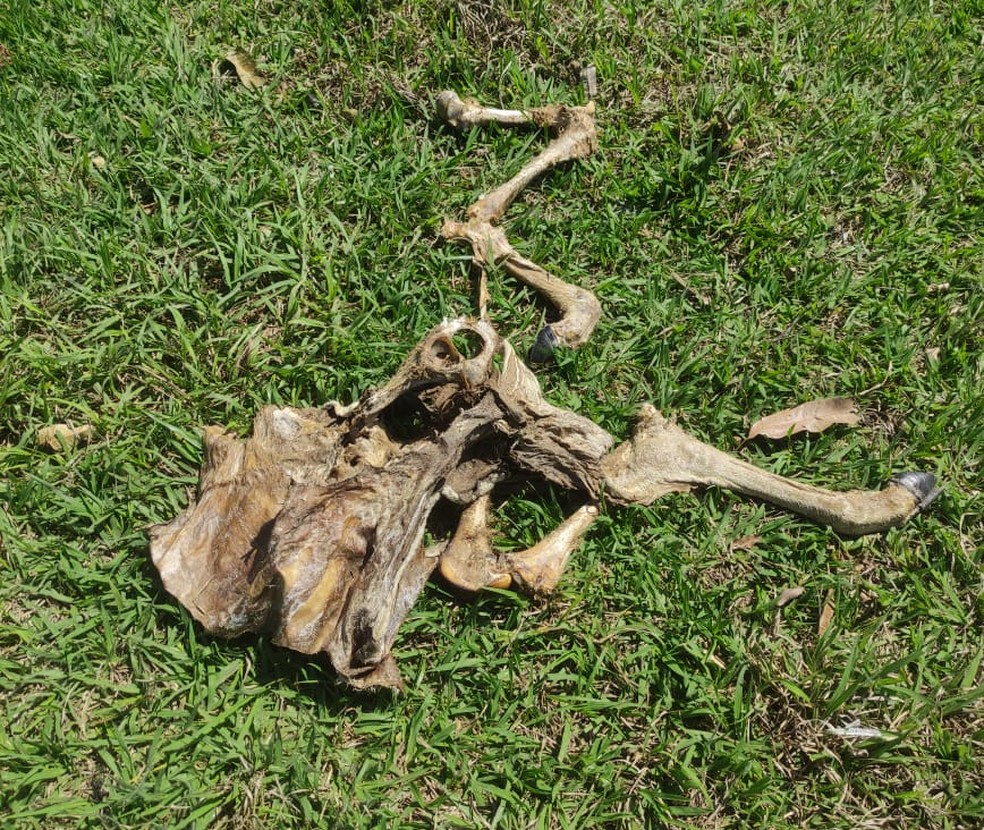 Sitiante é multado por morte e maus tratos a bovinos em Álvares Machado (SP) — Foto: Polícia Militar Ambiental