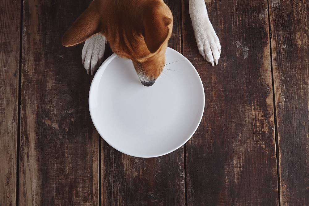 Meu cachorro está sendo resistente à comida natural. E agora? 