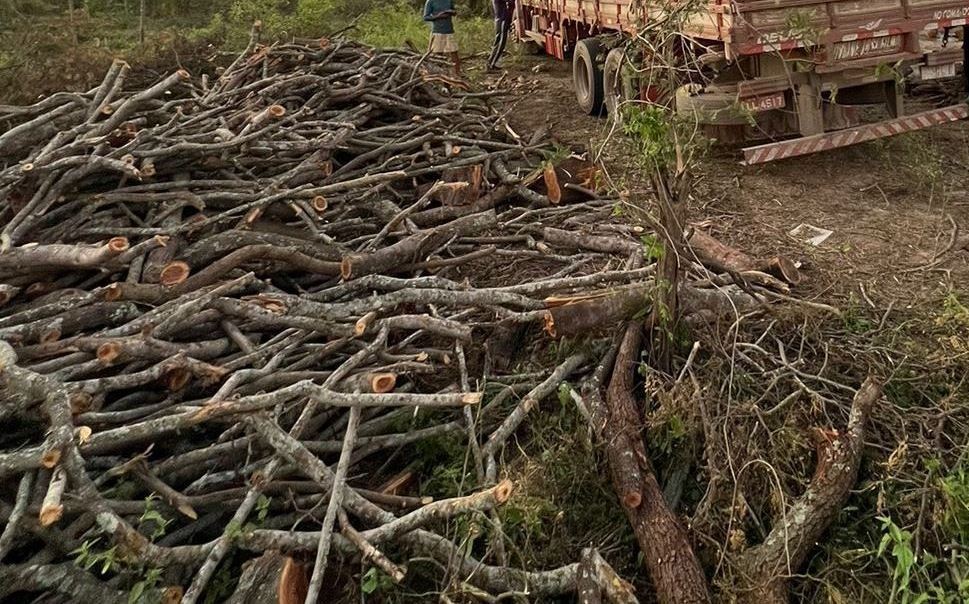 PM prende quatro suspeitos de desmatar reserva indígena em Delmiro Gouveia, interior de AL