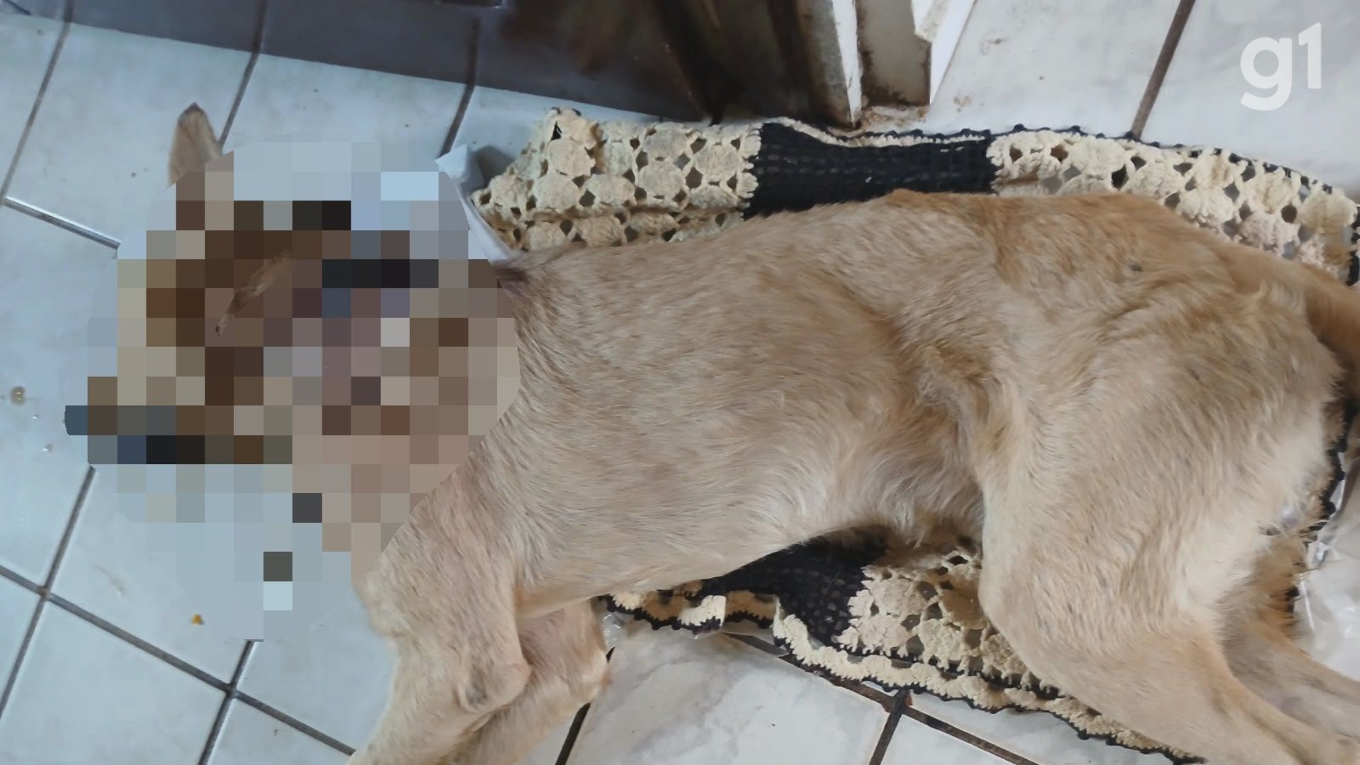 Cachorro é morto a facadas durante briga entre vizinhos em Arari, no MA; suspeito foi preso