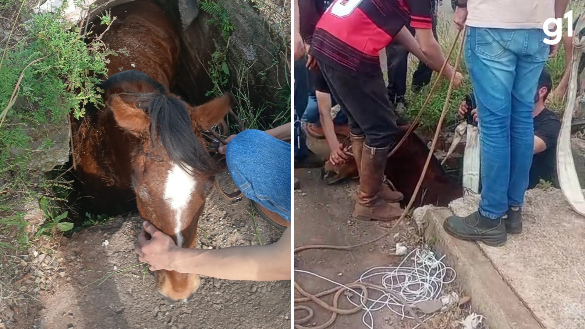 Cavalo é resgatado após cair em bueiro em Passo Fundo, RS