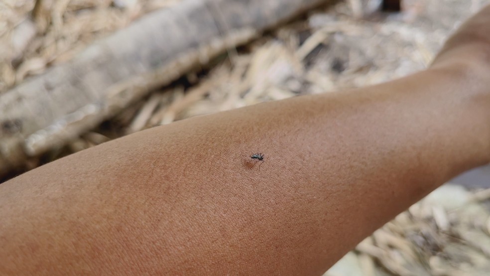 Mosquito no brao de pessoa — Foto: Reproduo/RBS TV