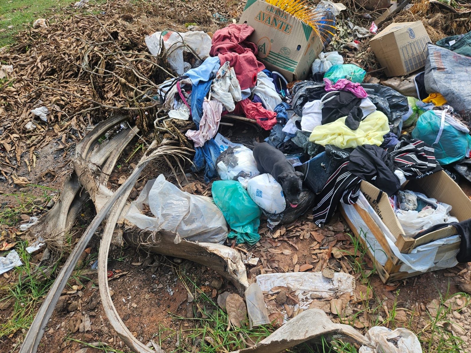 Filhote de cão encontrado abandonado no lixo é resgatado e ganha novo lar: 'Amor à primeira vista', diz nova tutora