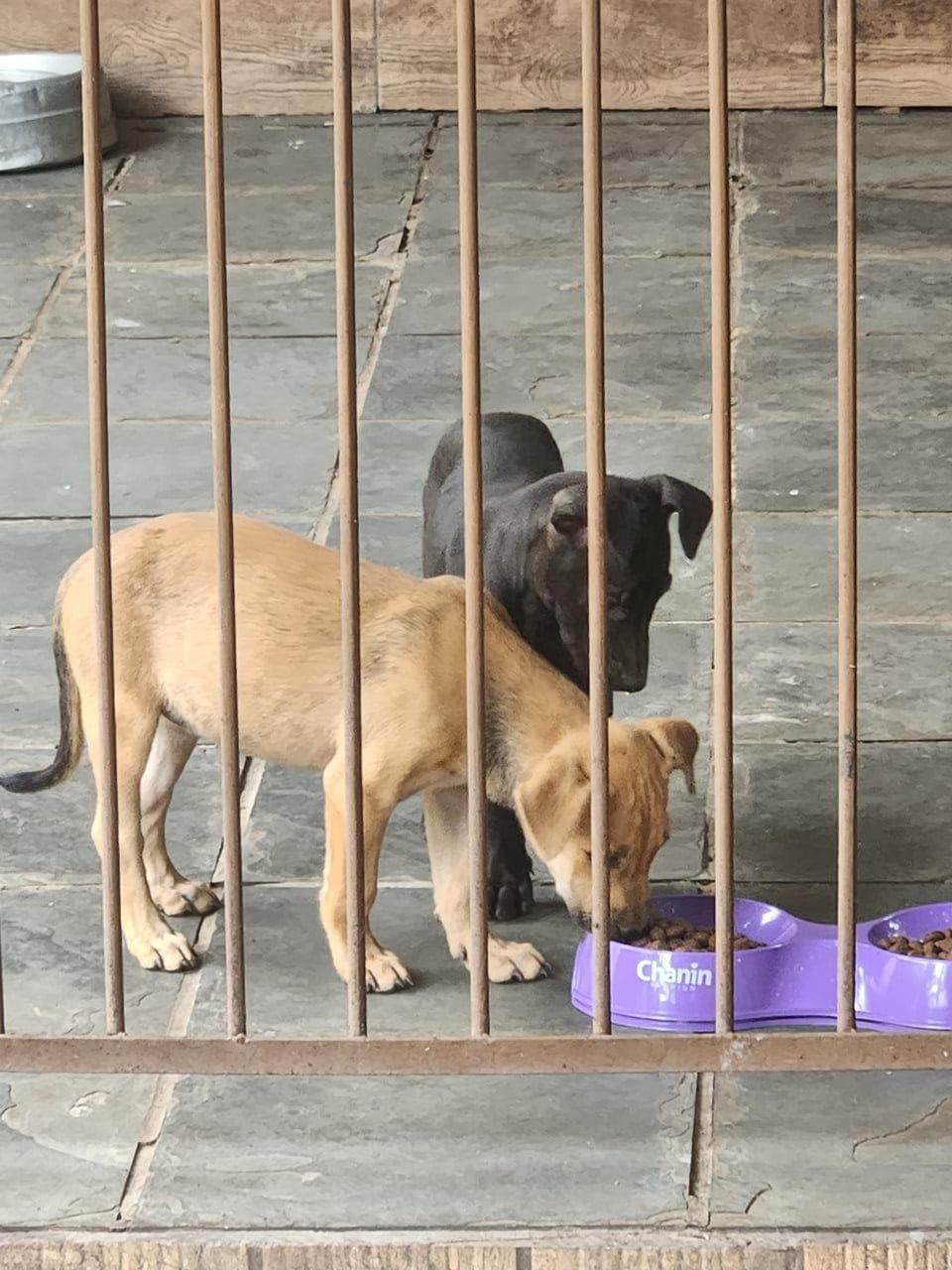 Feira de adoção de filhotes de cachorro será realizada neste domingo (7) na praça 21 de Setembro, em Petrolina