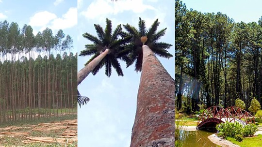 Pinheiros, eucaliptos e palmeiras prejudicam o Cerrado? Entenda por que o DF está trocando essas árvores por espécies nativas - Jardim Botânico de Brasília deve derrubar pinheiros por risco de queda; Parque da Cidade já fez o mesmo. Entenda como essas plantas chegaram ao DF – e os motivos para a troca.