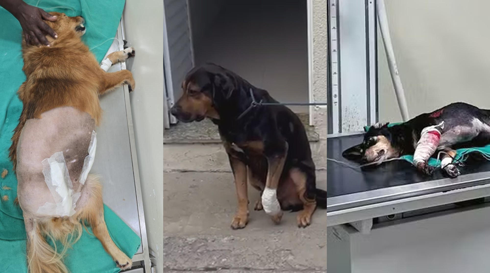 Rio ganha protocolo de atendimento a animais baleados por criminosos; município passa a contabilizar casos