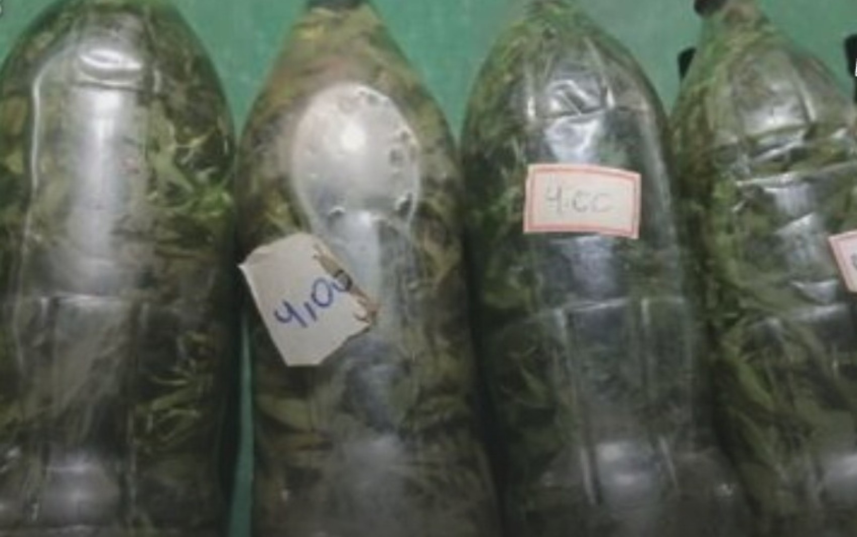 Fiscalização encontra até maconha dentro de cachaça durante combate a bebidas falsificadas em Goiás
