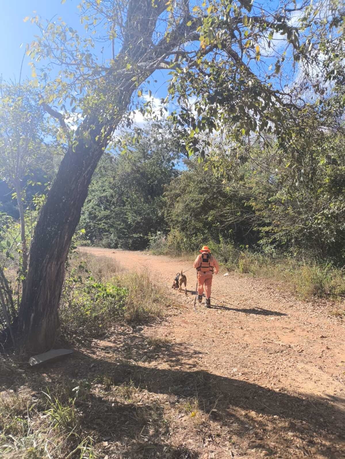 Homem desaparecido é encontrado perto de local sinalizado por cadela de buscas dos Bombeiros