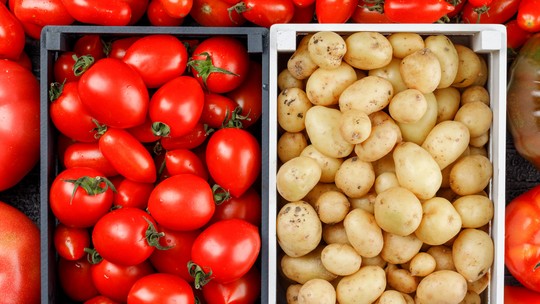 Como uma façanha evolutiva nos deu as batatas — e por que elas não existiriam sem os tomates - Embora a batata — dura e rica em amido — não se pareça muito com o tomate — vermelho e suculento —, eles são muito, muito parecidos. Entenda por quê.