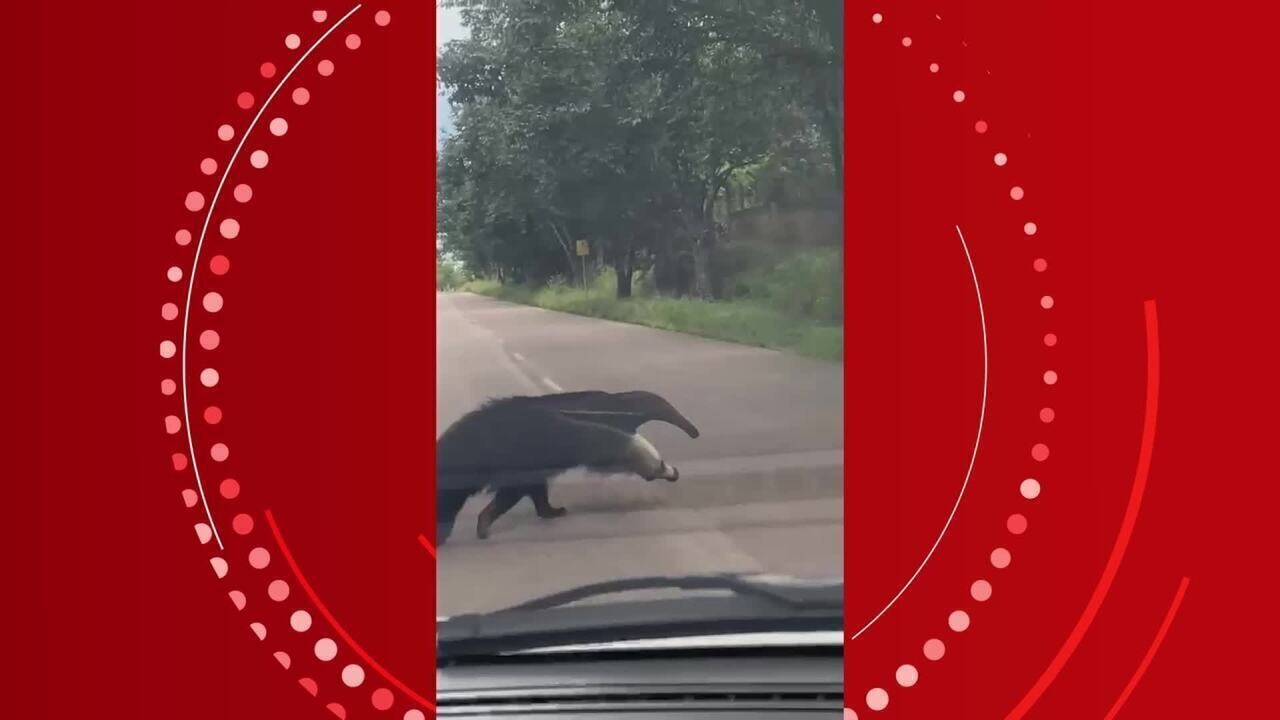 VÍDEO: tamanduá-bandeira passeia próximo ao Parque Circuito em Porto Velho
