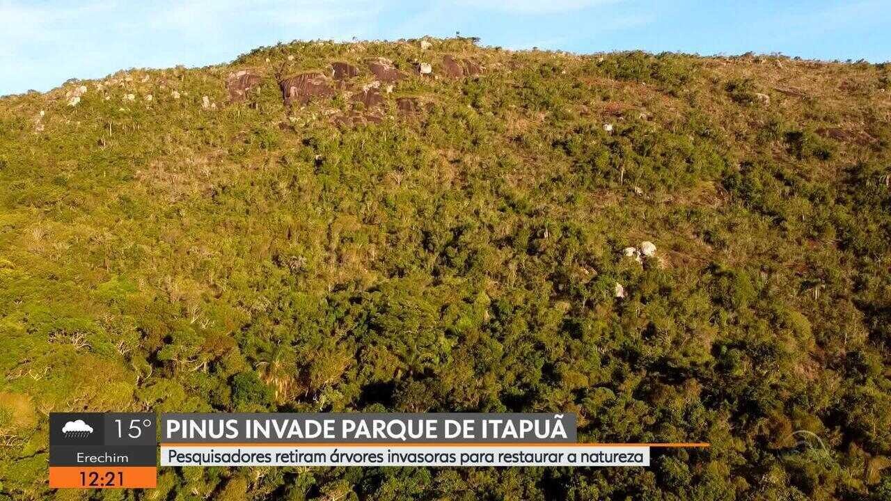 Governo derruba árvores em parque do RS? A verdade por trás do desmatamento que vai te surpreender!