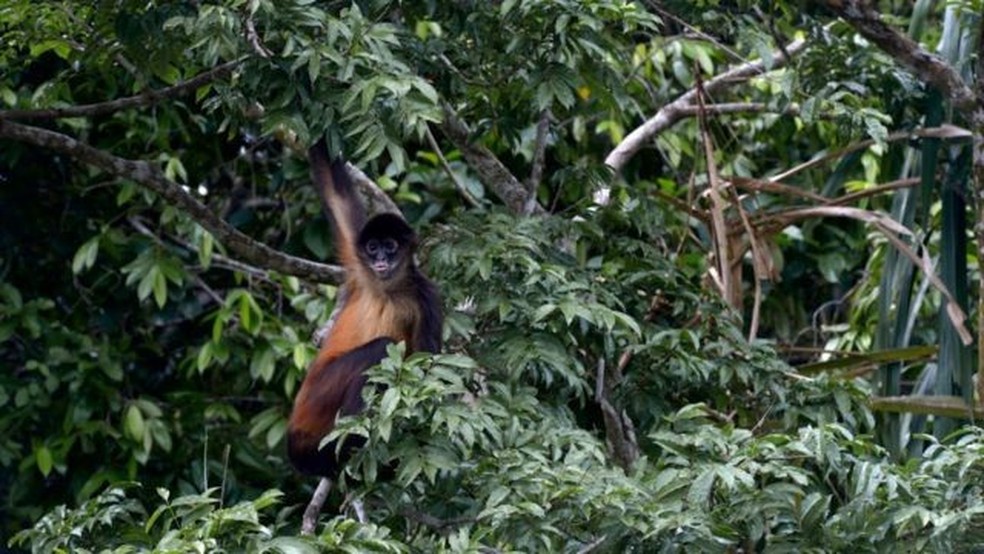 fauna brasileira sertaneja MACACO ARANHA animais selvagem macacos