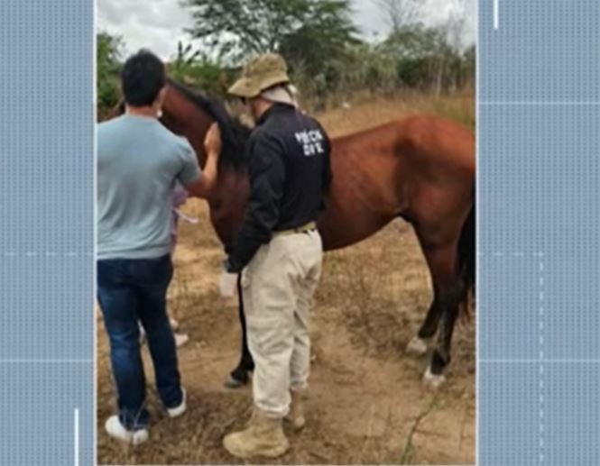 Cavalo que se acidentou após não suportar peso de carroça é resgatado e tutor é identificado, em Campina Grande