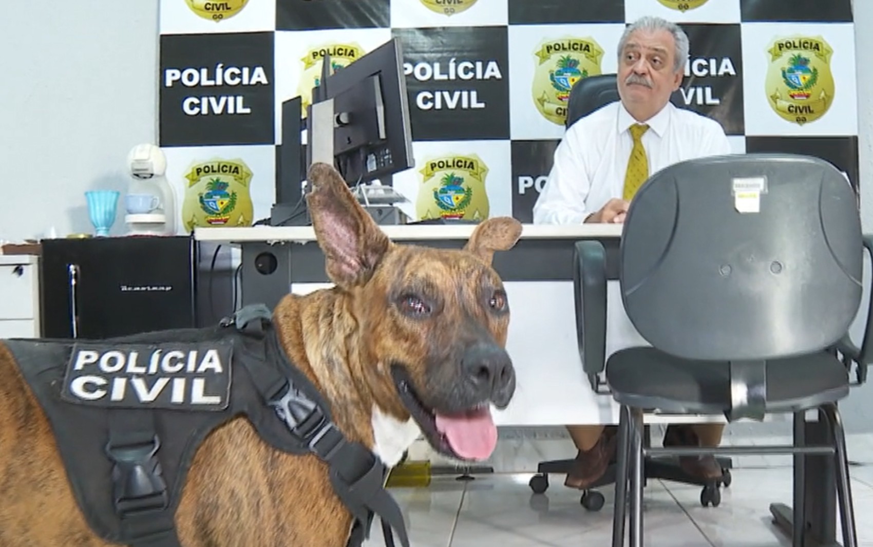 Cão é adotado em delegacia e vira mascote ‘inspetor’ de grupo de proteção de animais