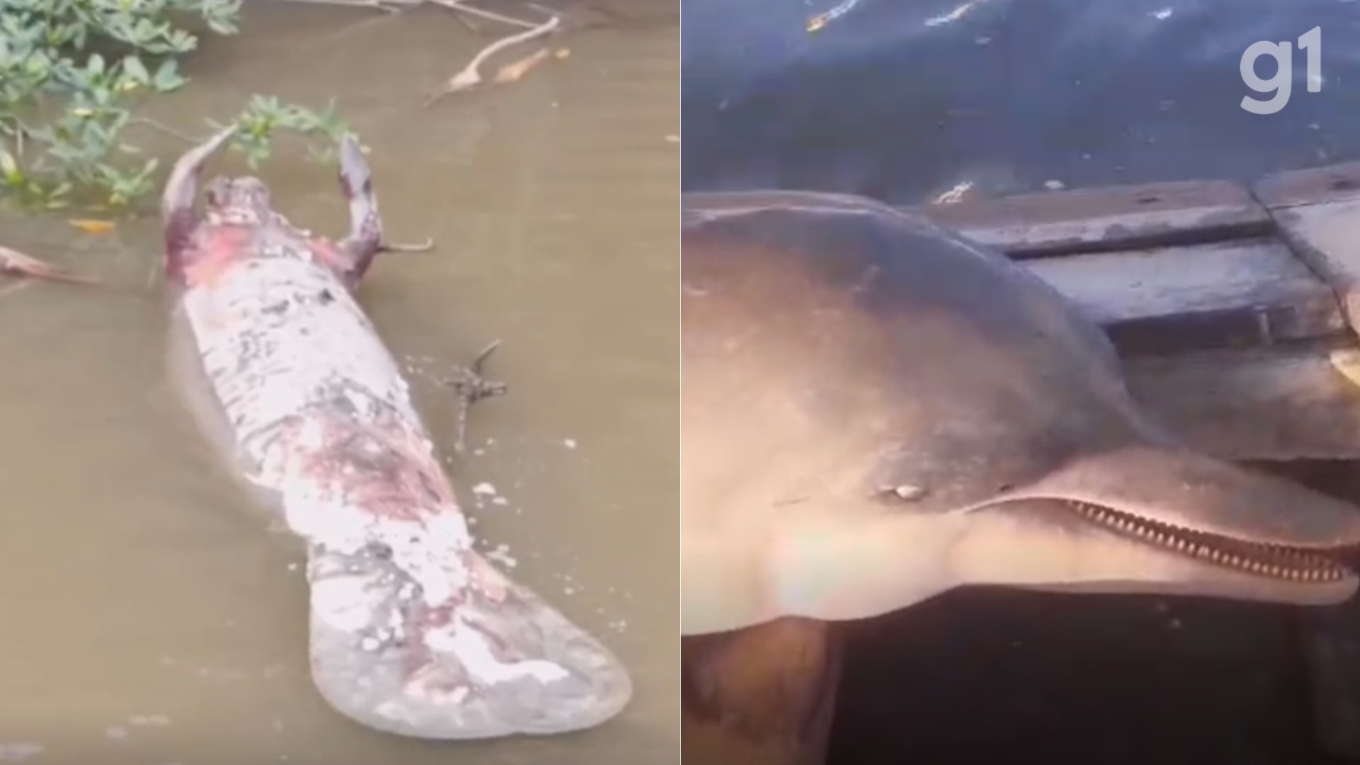 VÍDEO: Peixe-boi e boto-cinza são encontrados mortos em área de pesca em Icatu