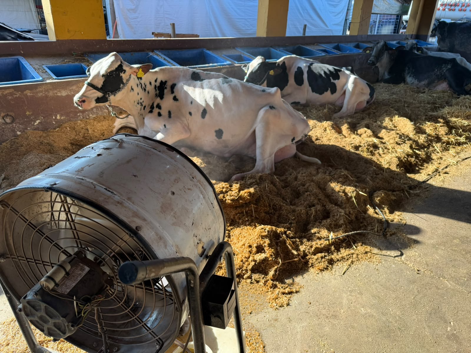 Criadores de vacas leiteiras usam ventilador e umidificador para evitar estresse térmico no noroeste de SP