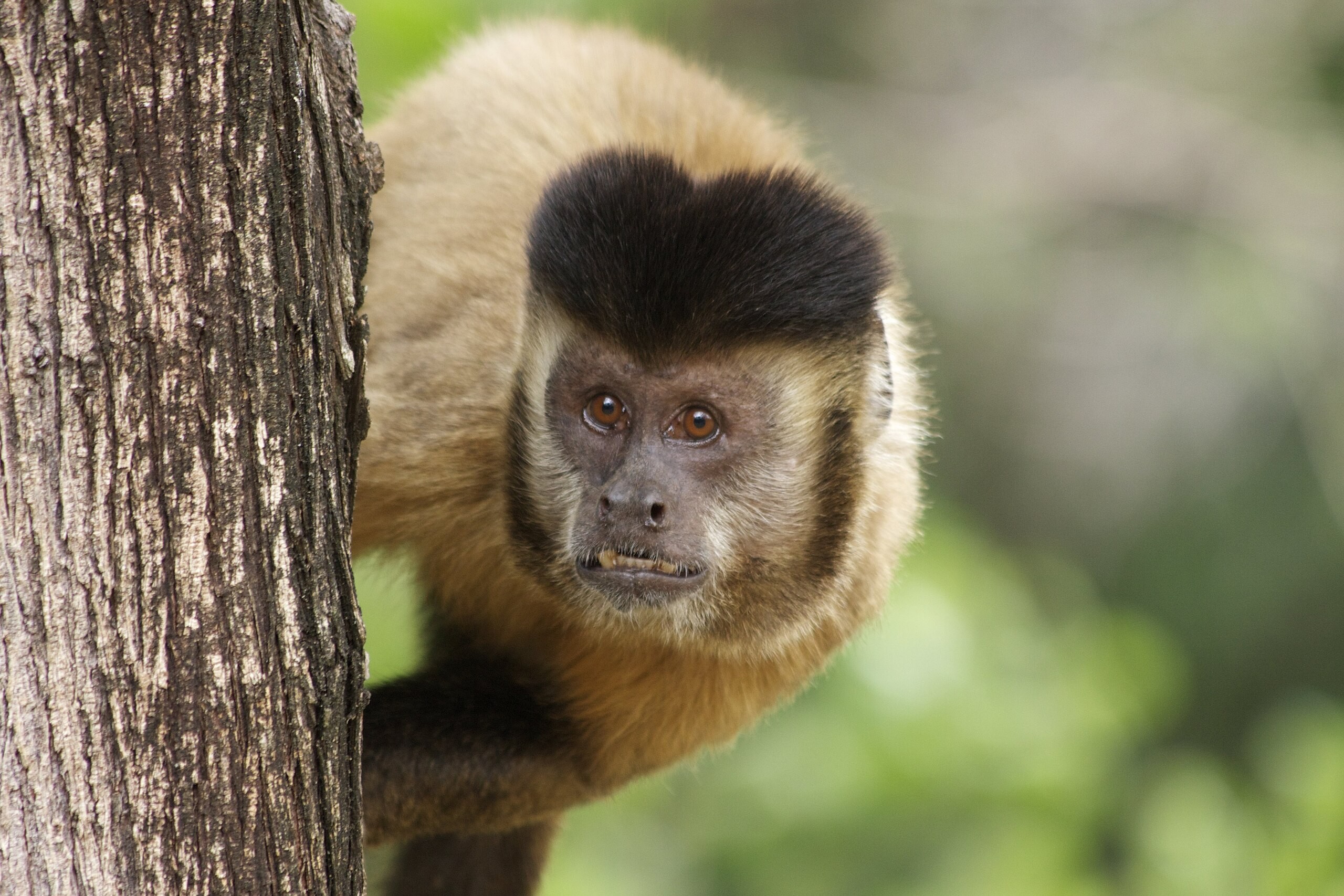 É #FAKE vídeo que mostra macaco disparando arma em resort no Rio; conteúdo foi produzido com IA