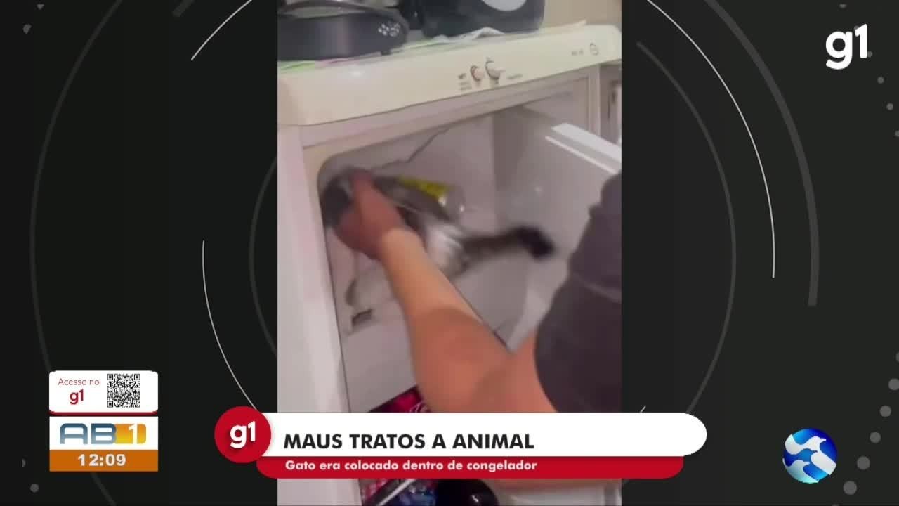 VÍDEO: filhote de gato é resgatado após ser colocado dentro de congelador em São Caetano