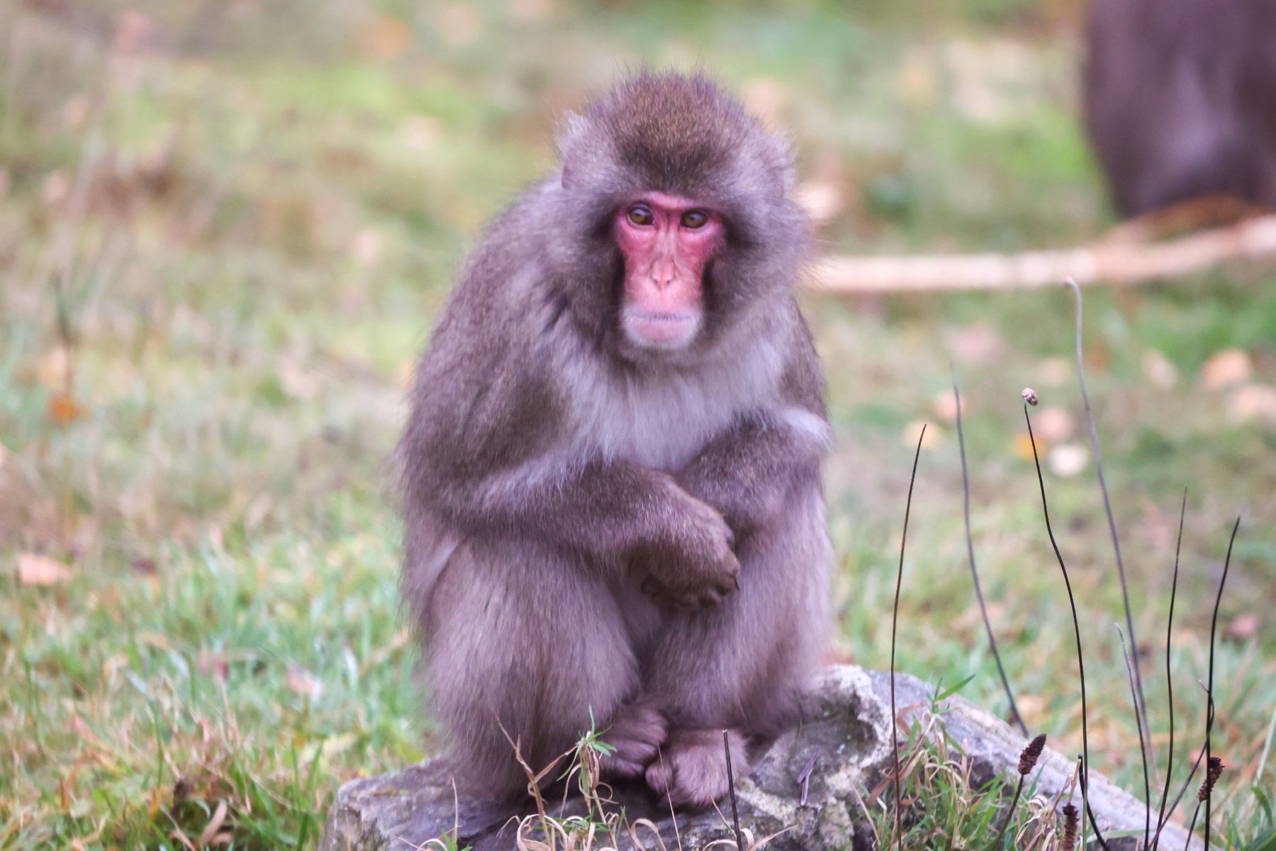 Macaco foge de zoológico na Escócia e volta sozinho no dia seguinte