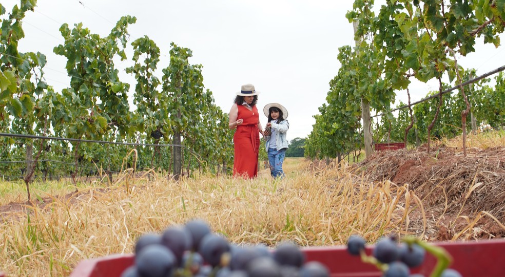 A Vinícola Dom Alonso integra o ecossistema do complexo com o cultivo de uvas tintas como Malbec e Merlot no agora chamado Vale Sagrado dos Vinhedos — Foto: Praia do Valle/Divulgação