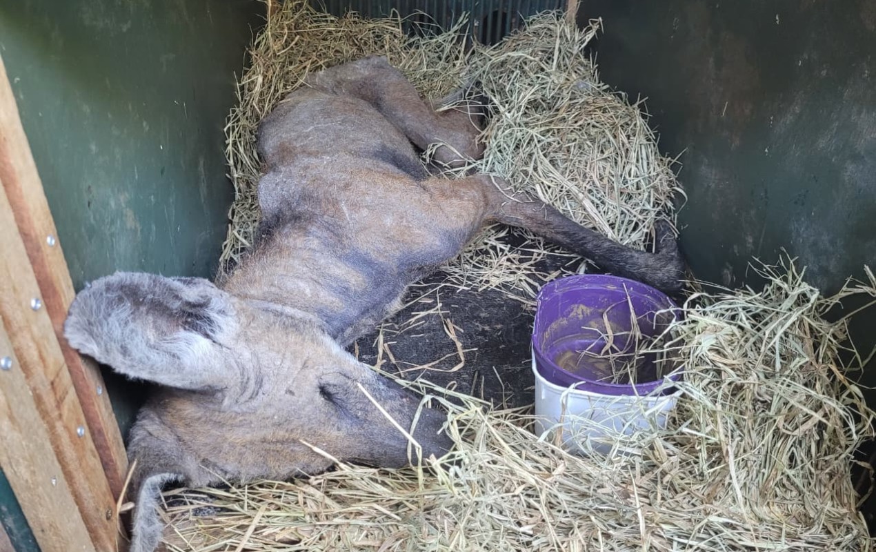 Vídeo mostra resgate de lobo-guará debilitado e com sarna; animal recebe tratamento em Jundiaí