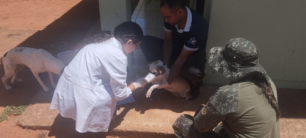 Cachorro é encontrado com sinais de leishmaniose e tutora acaba presa por maus-tratos, em Presidente Epitácio (SP) — Foto: Polícia Ambiental