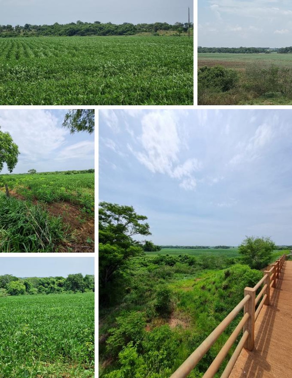 Plantações de soja às margens do rio Santo Antônio. — Foto: SOS Pantanal/Reprodução