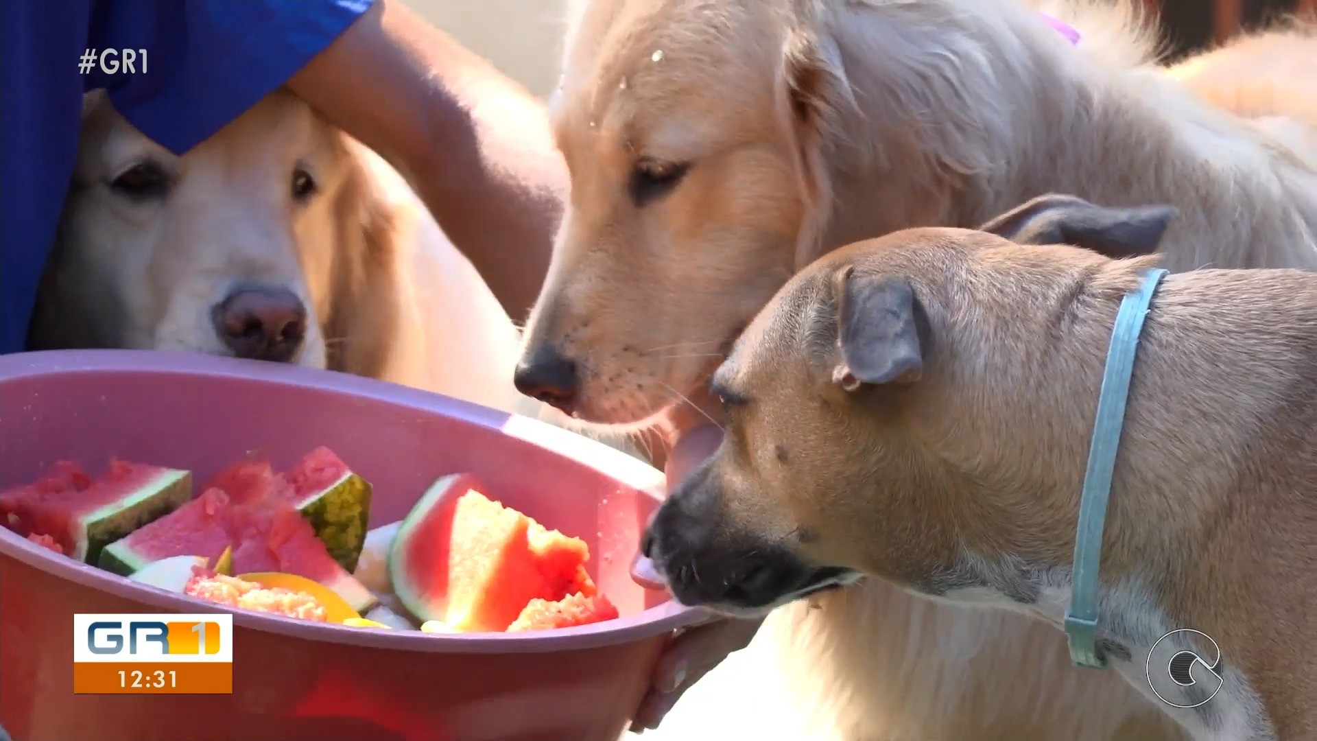 VÍDEOS: GR1 de sábado, 22 de novembro de 2025 