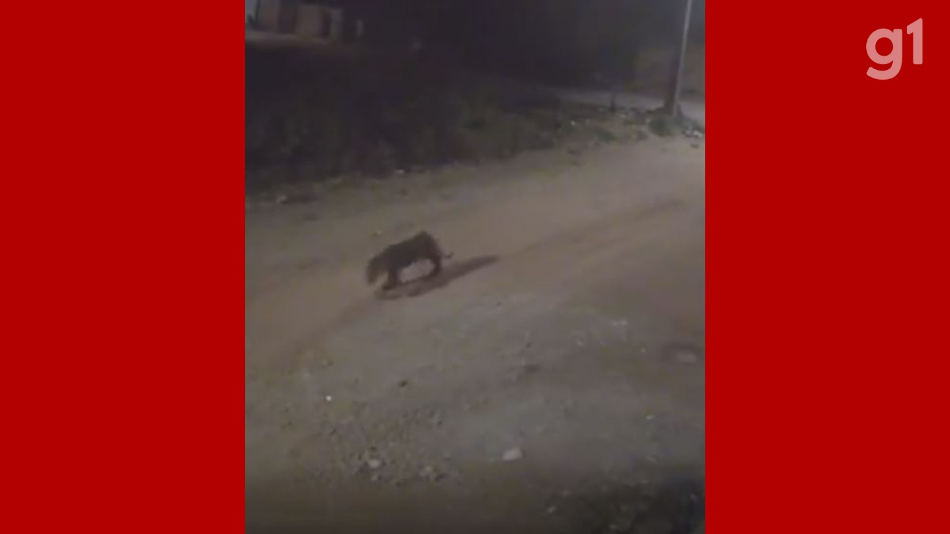 VÍDEO: Onça circula por ruas de Imperatriz e mobiliza equipes do Ibama 