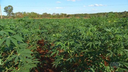Produtores e técnicos do Tocantins estão em alerta para o El Niño
